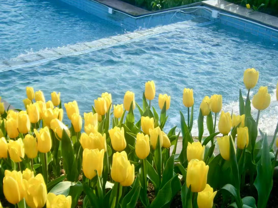 Field of yellow tulips