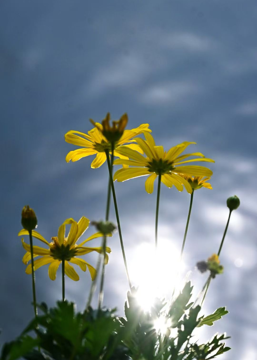 Yellow flowers shot upward against a blue sky