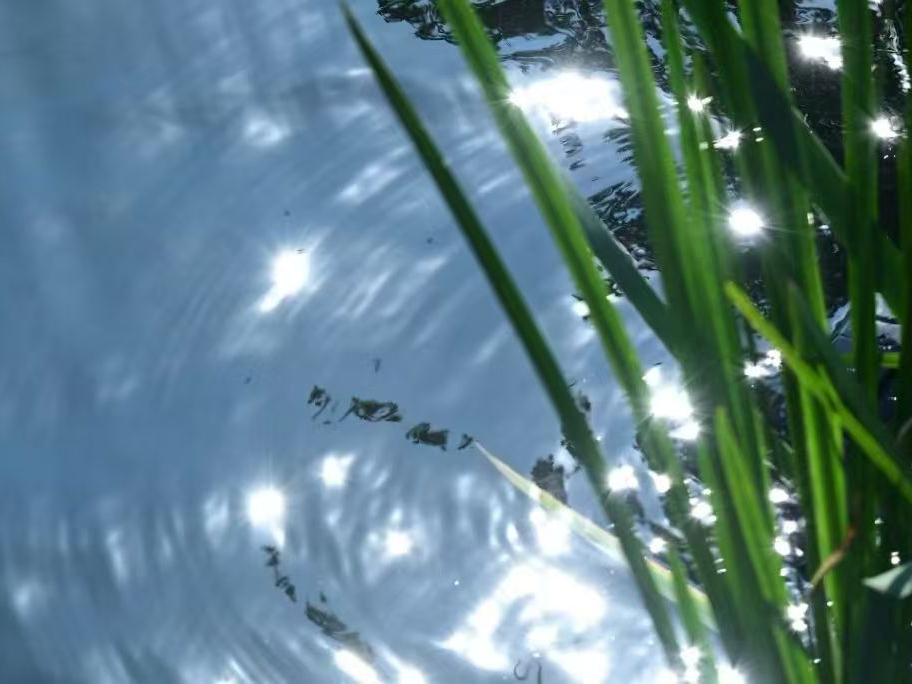 Sunlight reflected on water beside green grass